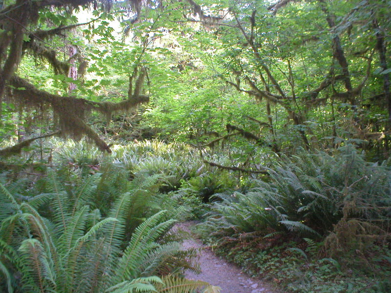 006 Rain forest, Washington