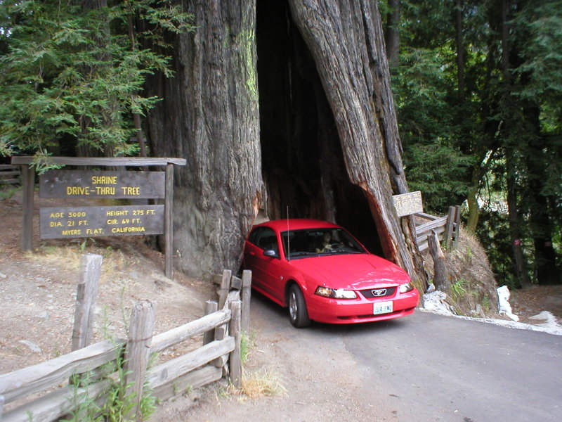 080 Drivethru treecalifornia