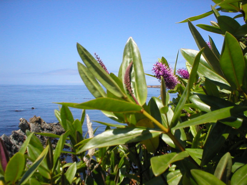 095 california pacific coast 020