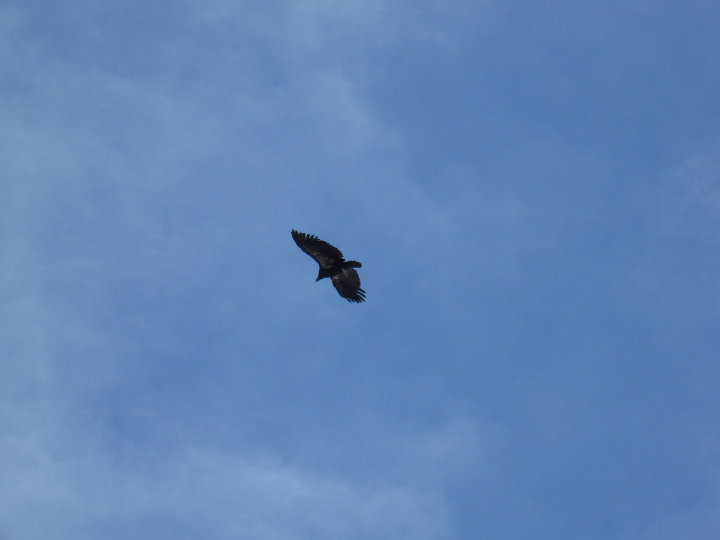 GrandCanyon 029