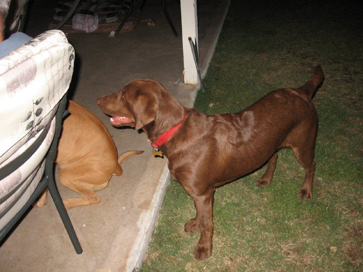and half of Brutus