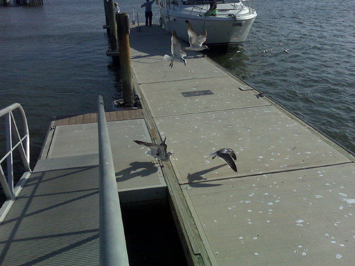 New Smyrna014